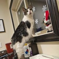 Eagleswood Veterinary Hospital ico