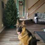 Seaport Veterinary Center