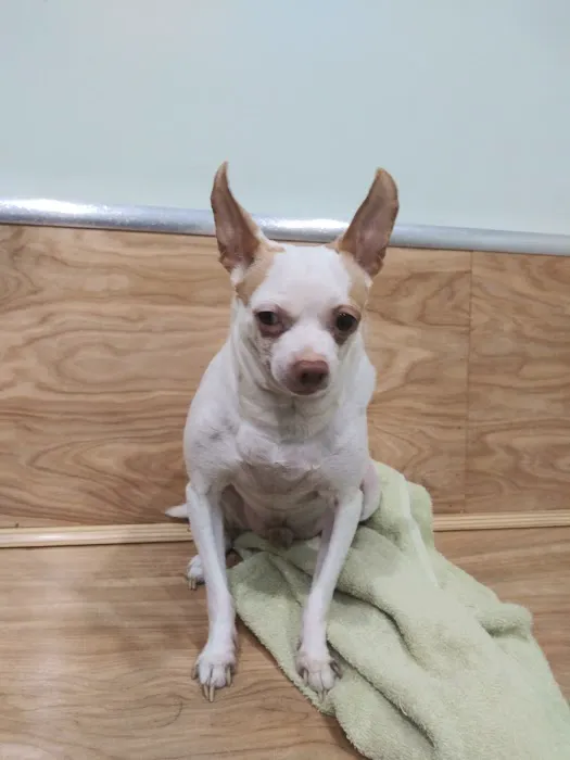 Pet Health Center Picture 6