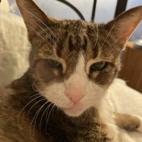 Elkins Park Veterinary Hospital ico