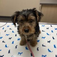 Vetco Total Care Animal Hospital ico