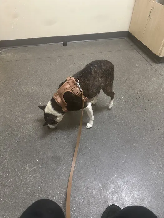 Vetco Total Care Animal Hospital Picture 2