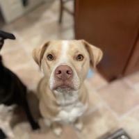 Veterinary Surgery Specialists ico