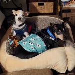 Cedar Brook Animal Hospital