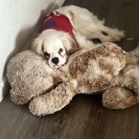 Clementon Animal Hospital ico
