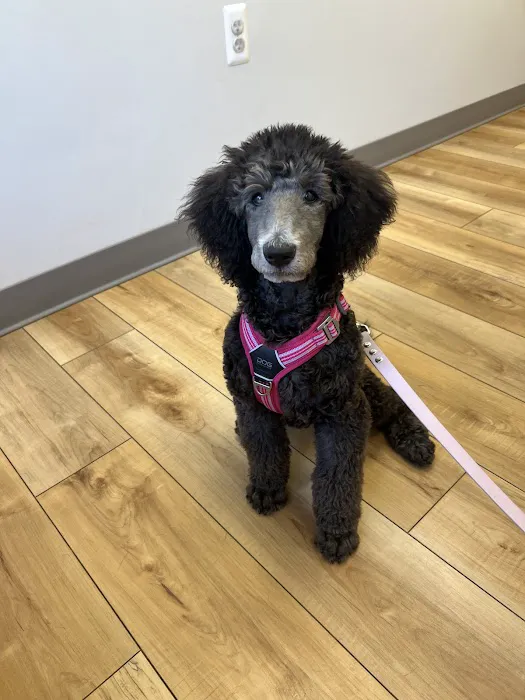 Neabore Veterinary Clinic Picture 3