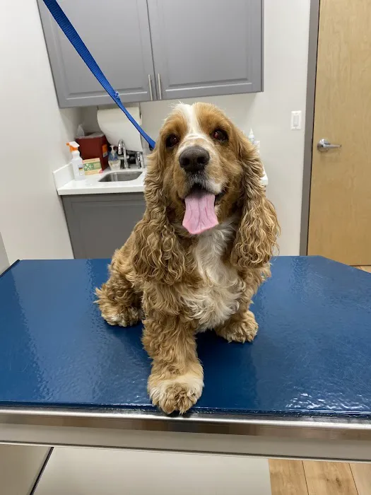 Neabore Veterinary Clinic Picture 2