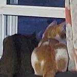 CSTAR Animal Care Spay Our Strays Clinic