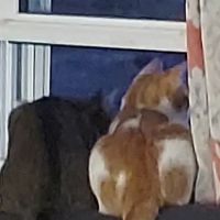 CSTAR Animal Care Spay Our Strays Clinic ico