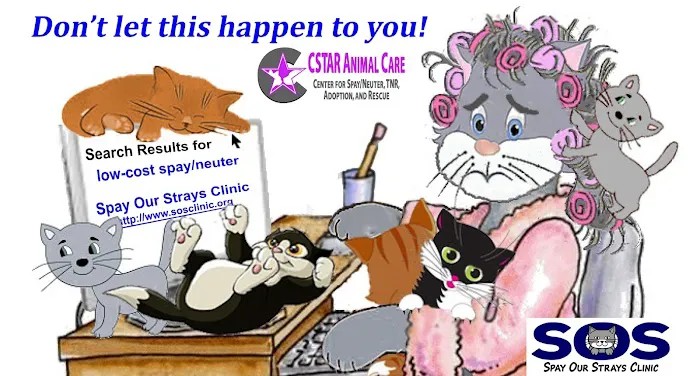 CSTAR Animal Care Spay Our Strays Clinic Picture 5