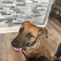 Animal Hospital of Somerdale ico