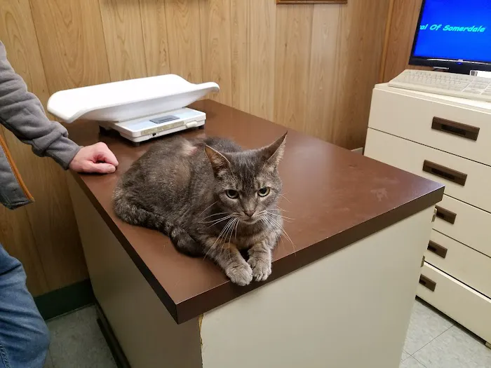 Animal Hospital of Somerdale Picture 8