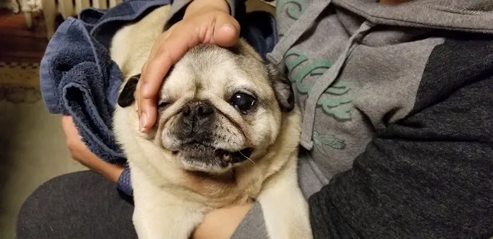 Rau Animal Hospital Picture 4