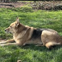 Madden Animal Hospital ico
