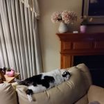 Hickory Veterinary Primary Care