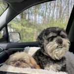 Spring House Animal Hospital