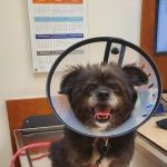 Banfield Pet Hospital