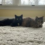 Ambler Veterinary Clinic