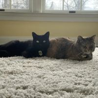 Ambler Veterinary Clinic ico