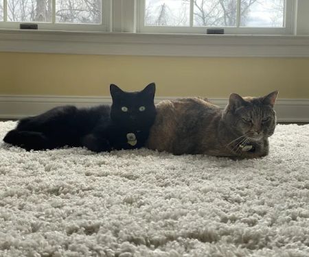 Ambler Veterinary Clinic