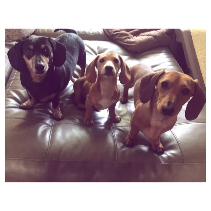 Ambler Veterinary Clinic Picture 10