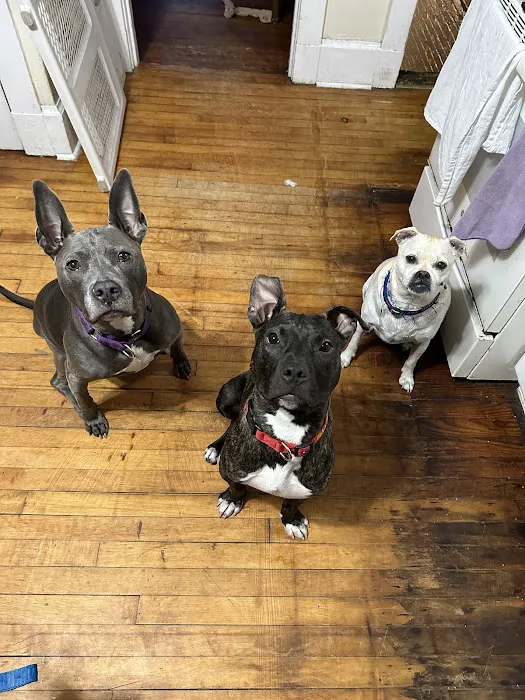 Ambler Veterinary Clinic Picture 5