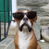 Steinbach Veterinary Hospital ico