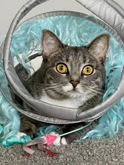 MainStreetVet.net Picture 3