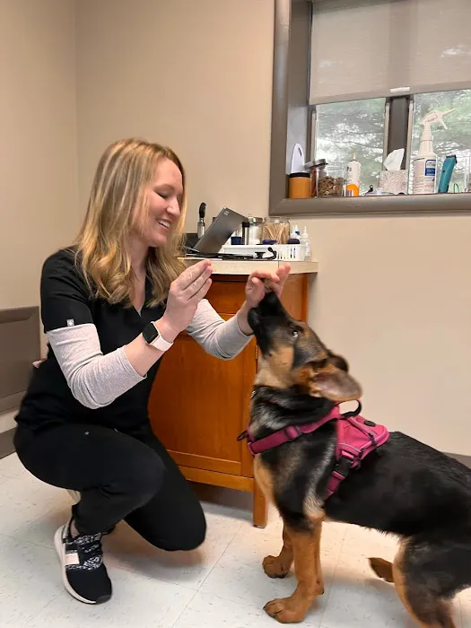 MainStreetVet.net Picture 8