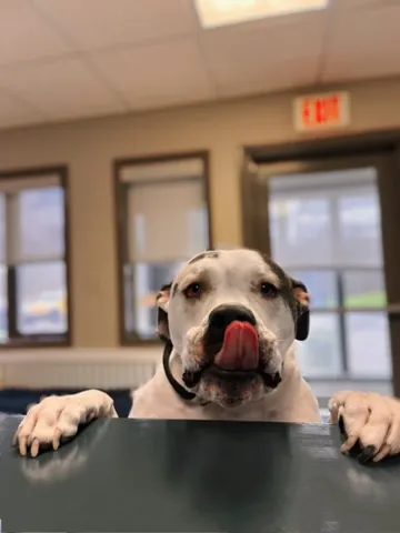 MainStreetVet.net Picture 7
