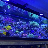 Just Fish LLC ico