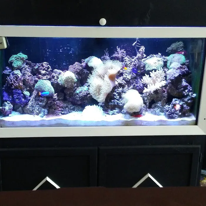 Crystal Reef Aquariums Picture 6