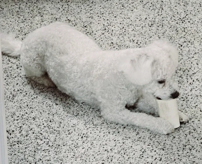 Macungie Animal Hospital Picture 6
