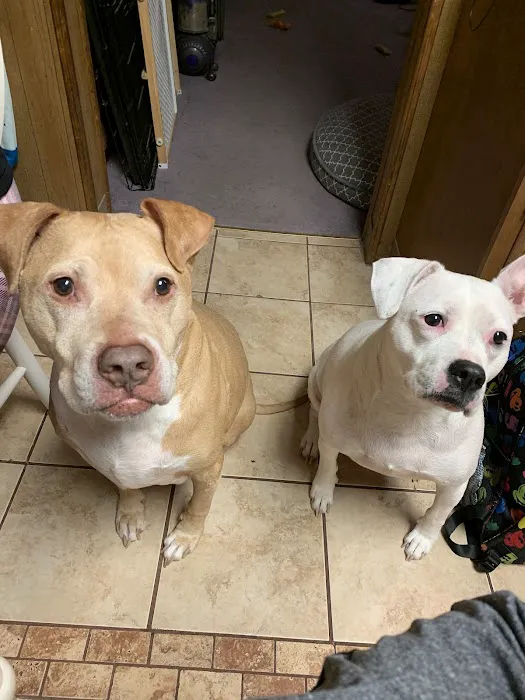 Macungie Animal Hospital Picture 10