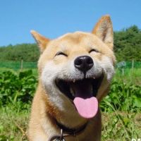 happyyyco ico