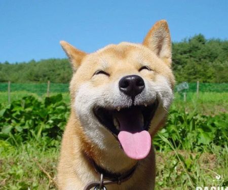 happyyyco