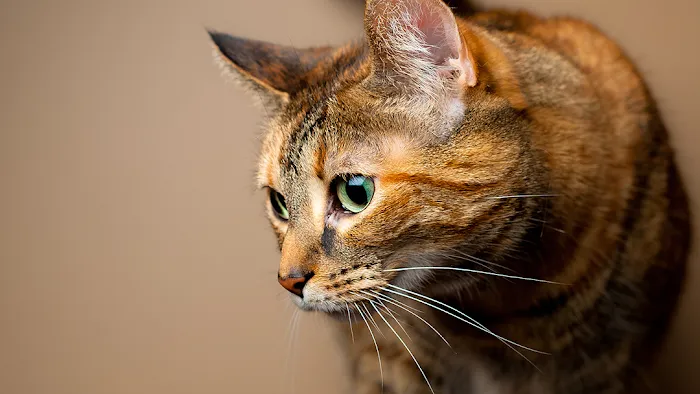 Hamilton Animal Care Picture 9