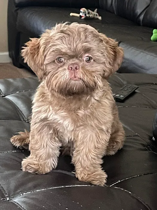 Ladners Little Dogs Picture 1