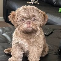 Ladners Little Dogs ico