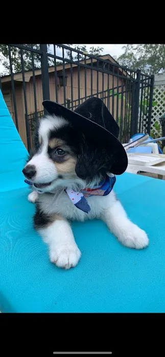 Ladners Little Dogs Picture 10