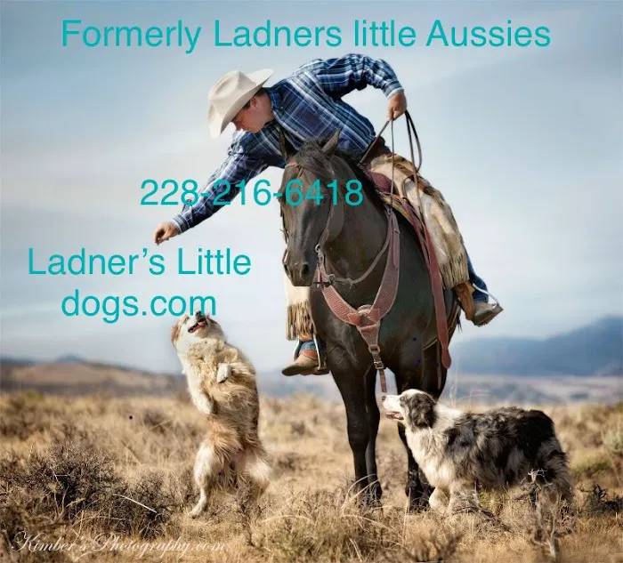 Ladners Little Dogs Picture 7