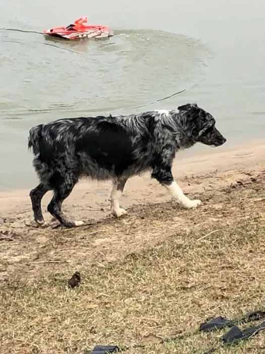 Ladners Little Dogs Picture 6