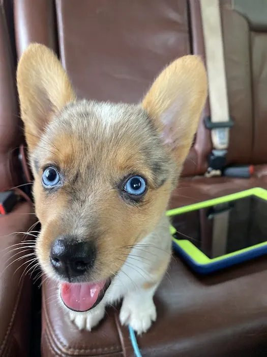 Ladners Little Dogs Picture 5