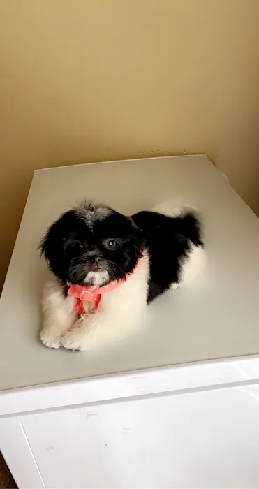 Ladners Little Dogs Picture 3