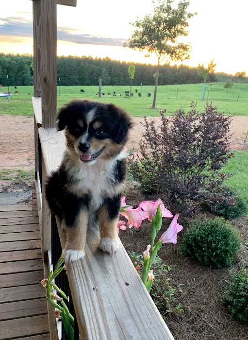 Ladners Little Dogs Picture 8