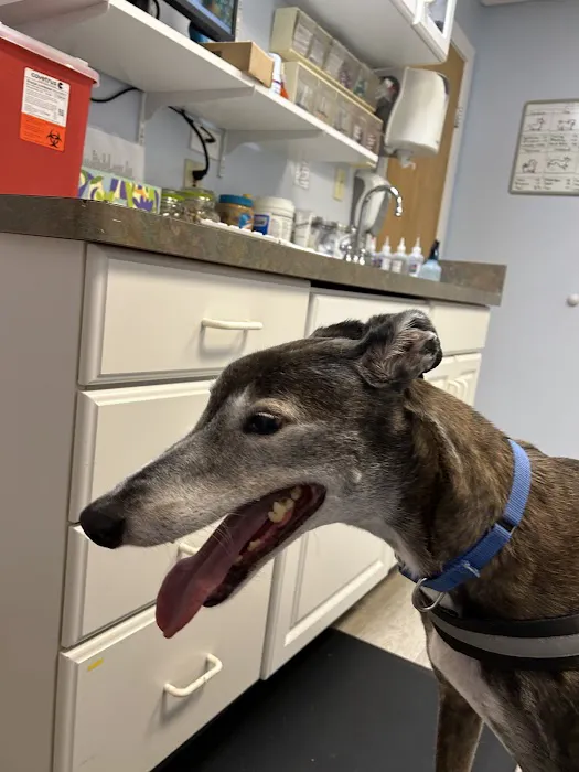 Alburtis Animal Hospital Picture 8