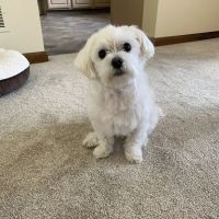 Alburtis Animal Hospital ico