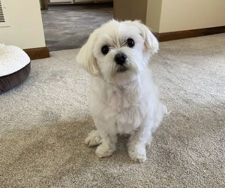 Alburtis Animal Hospital