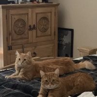 Poseidon's Pets of Picayune ico