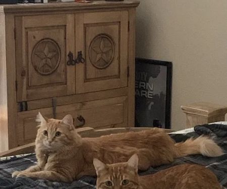 Poseidon's Pets of Picayune